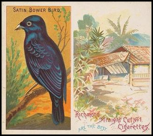 35 Satin Bower Bird
